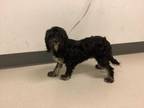 Adopt a Black - with White Lhasa Apso / Poodle (Miniature) / Mixed dog in