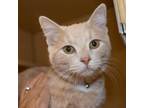 Adopt Hydrogen a Tan or Fawn Tabby Domestic Shorthair / Mixed cat in Washington