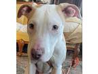 Adopt Quincy a Tan/Yellow/Fawn - with White Staffordshire Bull Terrier / Pit