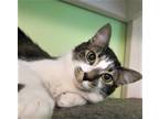 Adopt Dash a Spotted Tabby/Leopard Spotted Domestic Shorthair (short coat) cat