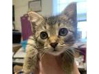 Adopt Phyllis a Brown or Chocolate Domestic Shorthair / Mixed cat in