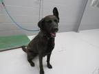 Adopt 80908 / Lola a Black Labrador Retriever / German Shepherd Dog dog in
