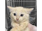 Adopt Dew Drop a Tan or Fawn Tabby Domestic Shorthair / Mixed cat in