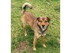 Adopt Copper a Australian Cattle Dog / German Shepherd Dog / Mixed dog in
