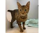Adopt Bubble Wand a Brown or Chocolate Domestic Shorthair / Mixed cat in
