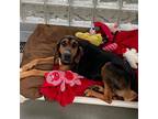 Adopt Layla a Black Black and Tan Coonhound / Mixed dog in Pittsburgh