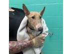 Adopt WENDY KOOPA a Tan/Yellow/Fawn - with White Bull Terrier / Mixed dog in San