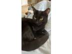 Adopt Penelope a All Black American Shorthair (short coat) cat in Kalamazoo