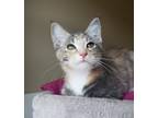Adopt Goose 3 a Domestic Shorthair / Mixed cat in Powell River, BC (34763254)