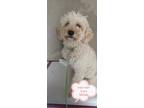 Adopt Wan Wan a White Poodle (Miniature) / Mixed dog in Surrey, BC (34763221)