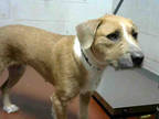 Adopt HEATH a Tan/Yellow/Fawn - with White Irish Terrier / Mixed dog in Atlanta