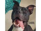 Adopt Tom a Black Pit Bull Terrier / Labrador Retriever / Mixed dog in Ft
