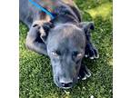 Adopt Cannon a Black Labrador Retriever / Mixed dog in Red Bluff, CA (34763022)
