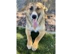 Adopt Summer a Black German Shepherd Dog / Mixed dog in Red Bluff, CA (34763021)
