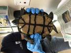 Adopt a Turtle - Other / Mixed reptile, amphibian, and/or fish in Pasadena