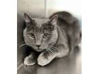 Adopt Junior a Domestic Mediumhair / Mixed cat in Sioux City, IA (34762780)