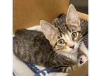 Adopt Amelia a Brown or Chocolate Domestic Shorthair / Mixed cat in Novelty