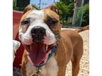 Adopt Cher a Brown/Chocolate American Pit Bull Terrier / Mixed dog in Novelty