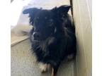Adopt Chip a Black Australian Shepherd / Mixed dog in Fishers, IN (34762726)