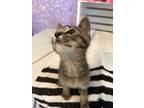 Adopt Rocky a Brown Tabby Domestic Shorthair / Mixed cat in Anoka, MN (34762701)