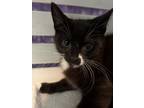 Adopt Turvy a Black & White or Tuxedo Domestic Shorthair / Mixed cat in Anoka