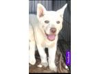 Adopt Snowbear Green-eyed a White Siberian Husky / Mixed dog in San Diego