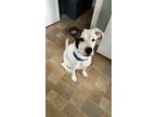 Adopt Spot a White - with Brown or Chocolate Jack Russell Terrier / Terrier