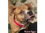 Adopt Bachelor Button a Brown/Chocolate American Staffordshire Terrier / Boxer /