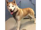 Adopt Ryder a Siberian Husky / Mixed dog in Des Moines, IA (34762608)