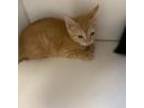 Adopt Francesca a Orange or Red Domestic Shorthair / Mixed cat in Gadsden