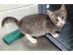 Adopt WALTER a Gray, Blue or Silver Tabby Domestic Shorthair / Mixed (short