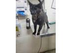 Adopt CALIPSO a Tortoiseshell Domestic Shorthair / Mixed (short coat) cat in