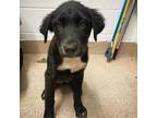 Adopt Kelly Yapper a Black Border Collie / Great Pyrenees / Mixed dog in