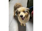 Adopt 22-05-1474 Aussie a Australian Shepherd / Mixed dog in Dallas