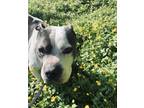 Adopt Koda a American Staffordshire Terrier / Mixed dog in Abbotsford