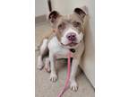 Adopt Nilla Wafer a Tan/Yellow/Fawn American Pit Bull Terrier / Mixed dog in
