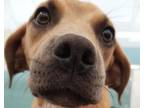 Adopt Moosa a Black Mouth Cur / Mixed dog in Corpus Christi, TX (34758537)