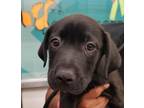 Adopt Triton a Labrador Retriever / Mixed dog in Corpus Christi, TX (34762089)