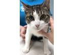 Adopt Myla a Domestic Shorthair / Mixed cat in Kingston, NY (34762015)