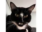 Adopt Oliver a Domestic Shorthair / Mixed cat in Kingston, NY (34762014)