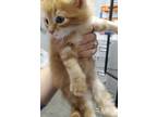 Adopt Tiger a Orange or Red Tabby Maine Coon (long coat) cat in West Bloomfield