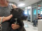 Adopt a Black - with White American Pit Bull Terrier / Mixed dog in Oklahoma