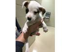 Adopt 13054 a Boxer / Mixed dog in Covington, GA (34761969)