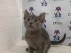 Adopt *PEPPERS a Gray or Blue Domestic Shorthair / Mixed (short coat) cat in