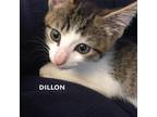 Adopt DILLON a Brown Tabby Domestic Shorthair / Mixed (short coat) cat in