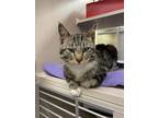 Adopt Gerald a Domestic Shorthair / Mixed cat in Lincoln, NE (34758344)