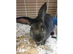 Adopt Rabbit Pattinbun a Other/Unknown / Mixed rabbit in Lincoln, NE (34758343)