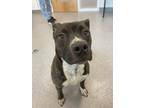 Adopt Mario a Pit Bull Terrier / Mixed dog in Lincoln, NE (34761710)