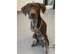Adopt Freddy a German Shorthaired Pointer / Mixed dog in Lincoln, NE (34761709)