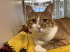 Adopt Colt a Domestic Shorthair / Mixed cat in Lincoln, NE (34758341)